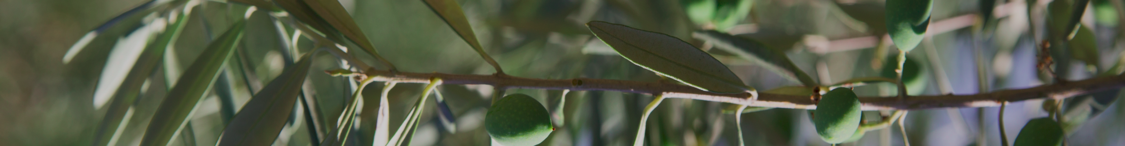 Banner da Hero Section